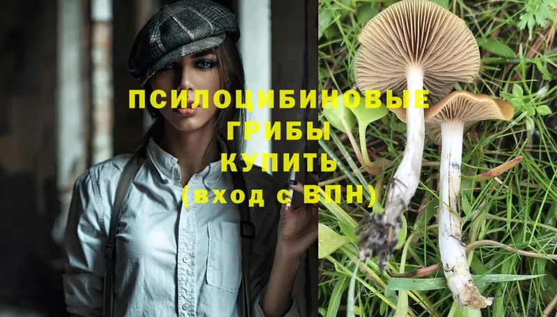 Псилоцибиновые грибы Cubensis  сколько стоит  Безенчук 